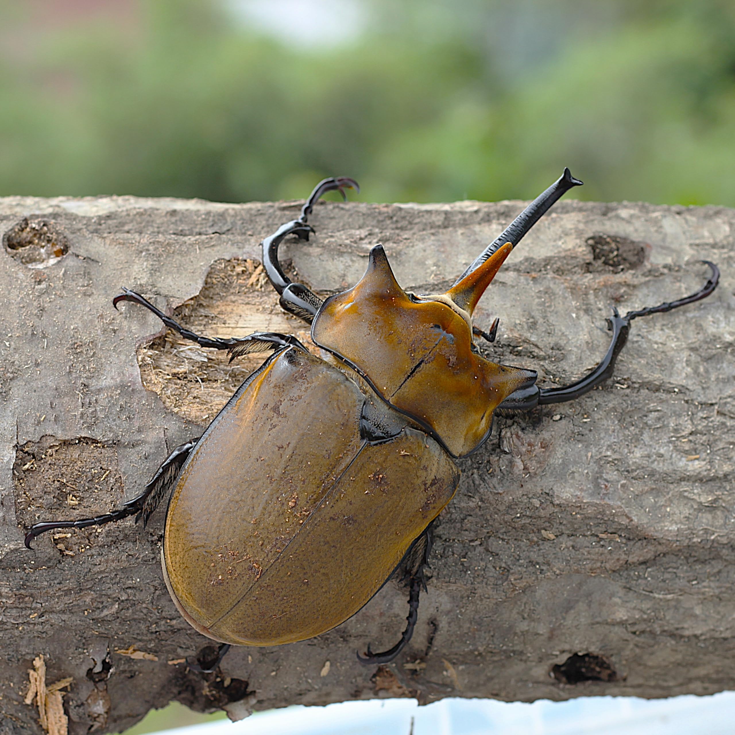 Amazon | 【BIG HORN】エレファスゾウカブト 初2令幼虫 3匹セット